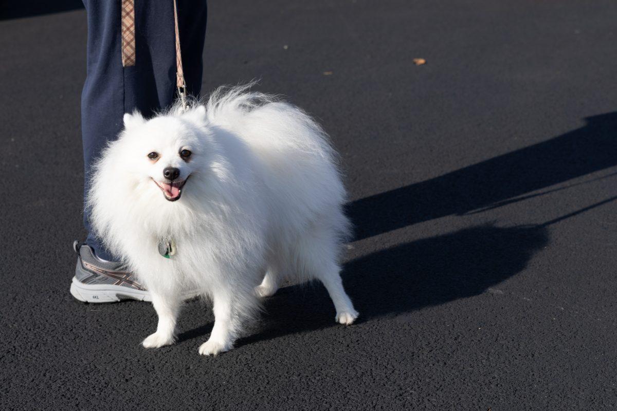 Blessing-of-Pets-October-4-2025-02