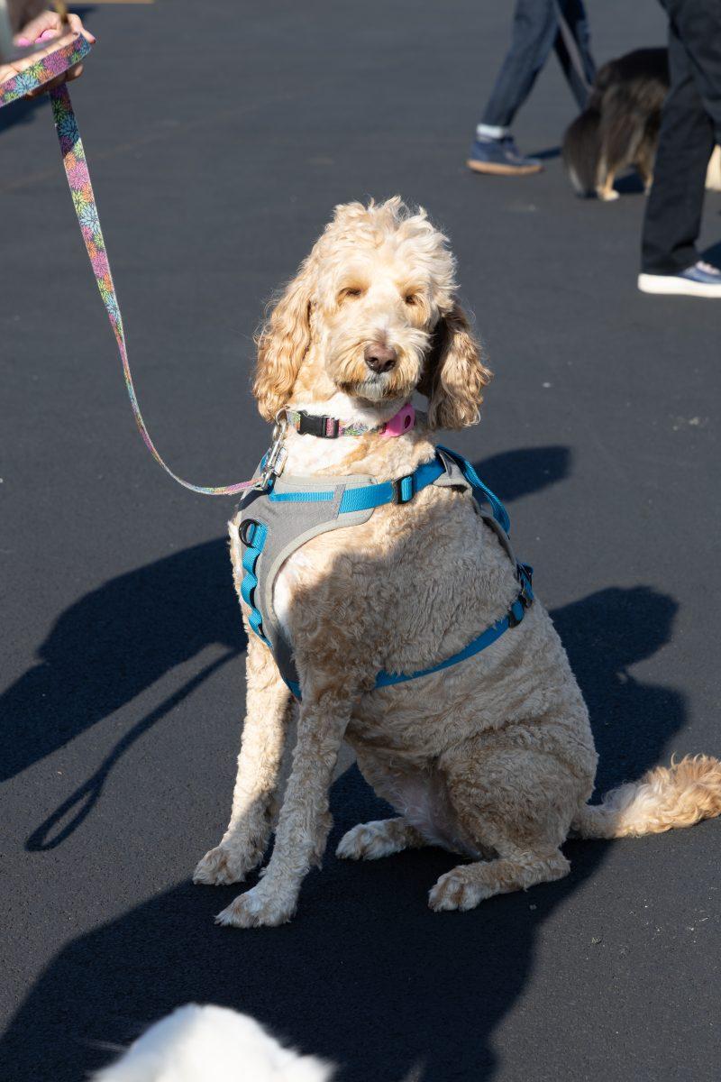 Blessing-of-Pets-October-4-2025-11