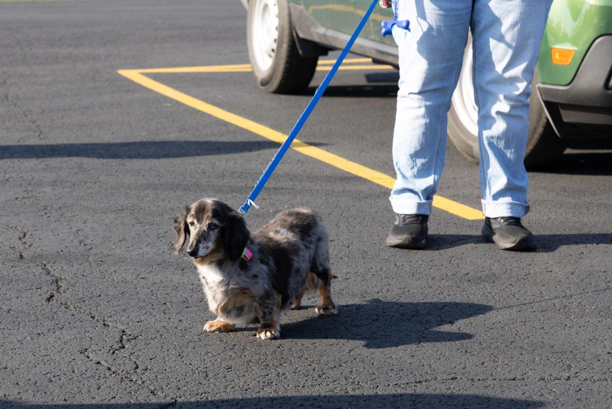 Blessing-of-Pets-October-4-2025-13