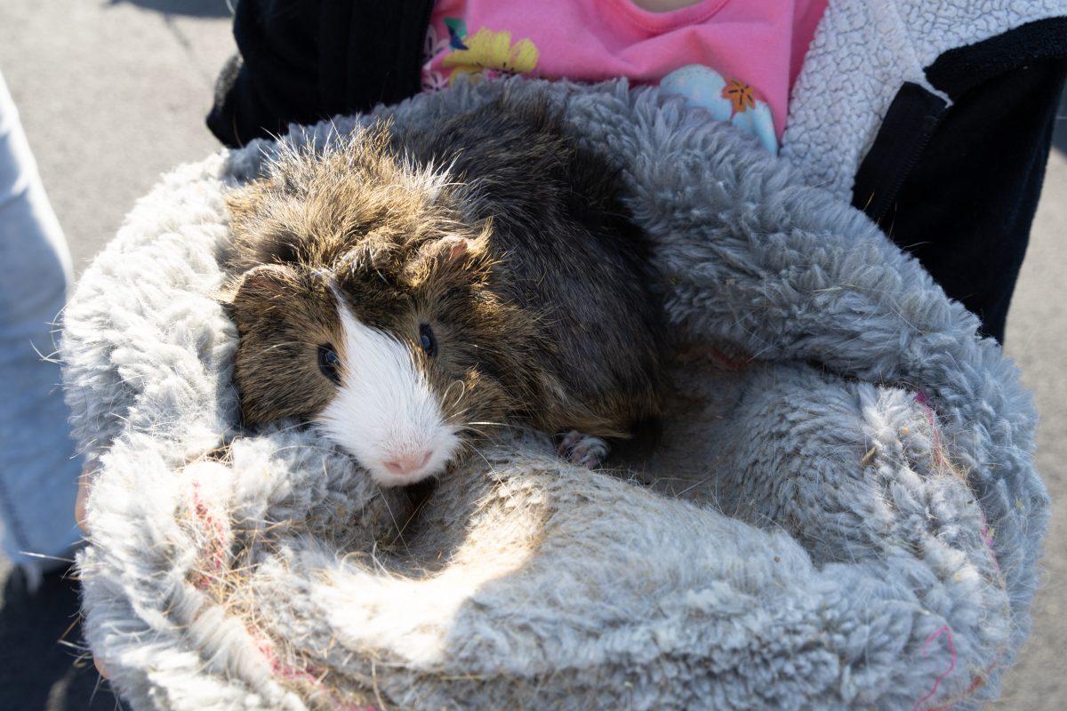 Blessing-of-Pets-October-4-2025-37