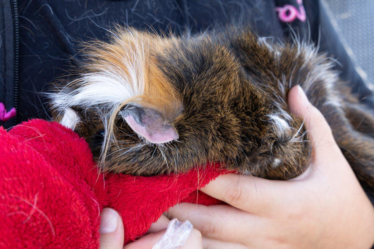 Blessing-of-Pets-October-4-2025-40