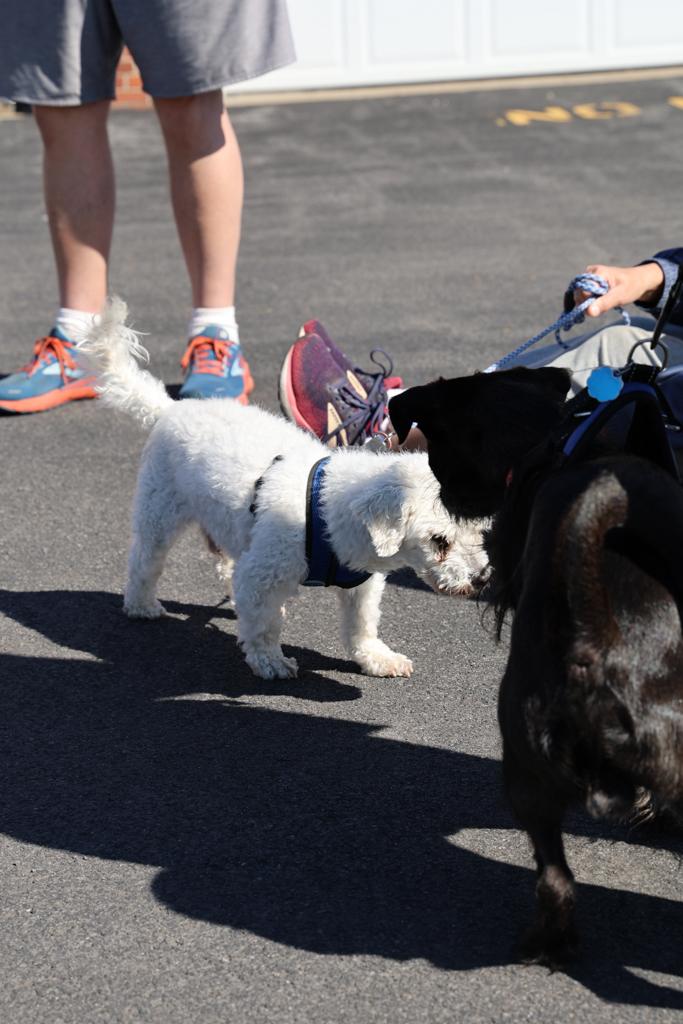 Sacred-Heart-Pet-Blessing-Oct-4-2026-13