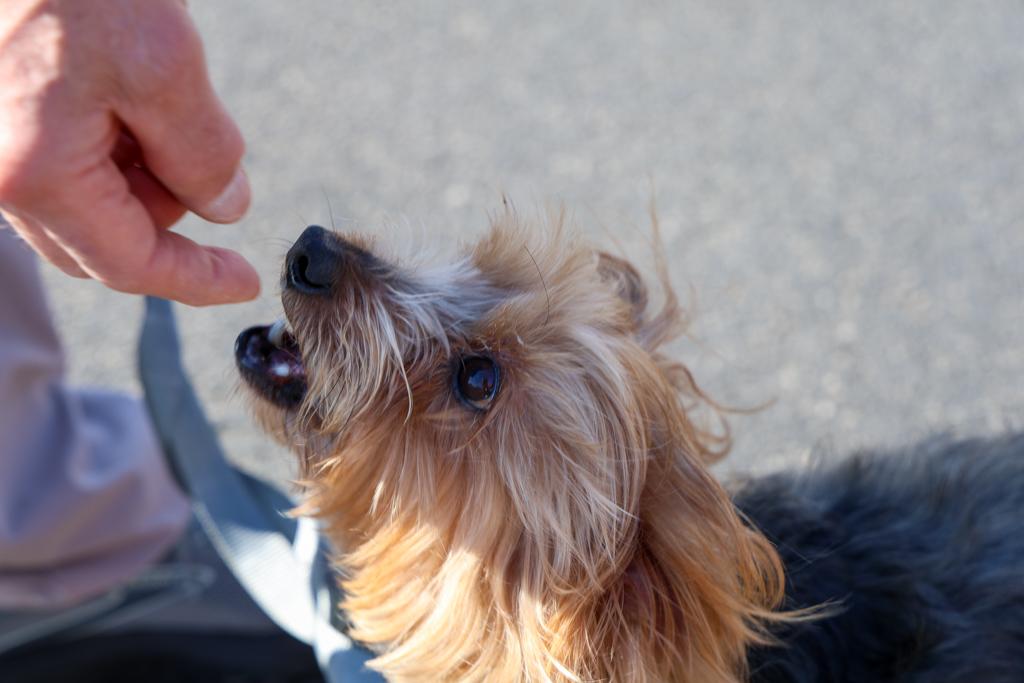Sacred-Heart-Pet-Blessing-Oct-4-2026-20