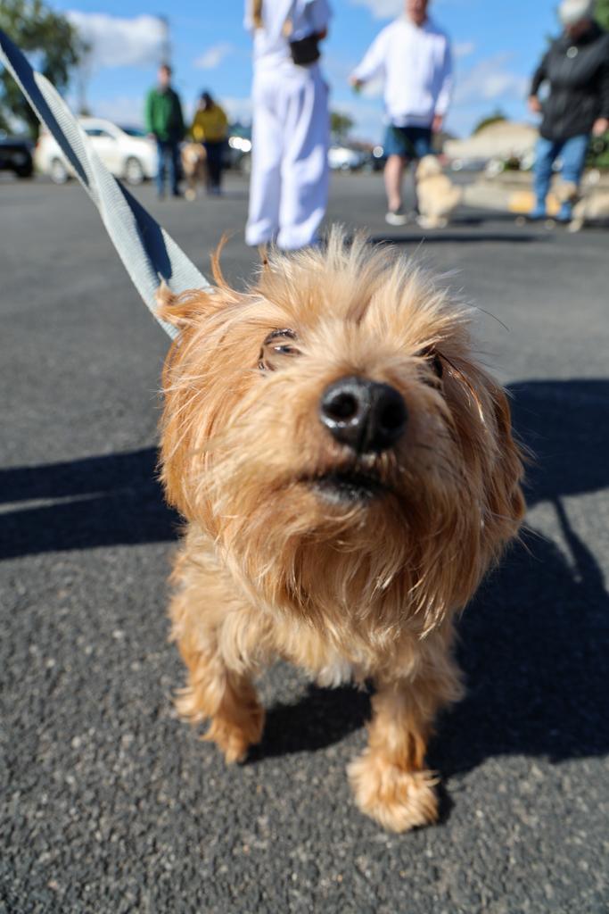 Sacred-Heart-Pet-Blessing-Oct-4-2026-22