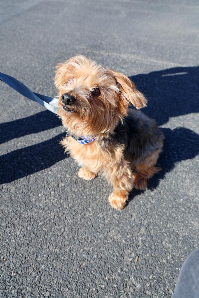 Sacred-Heart-Pet-Blessing-Oct-4-2026-23