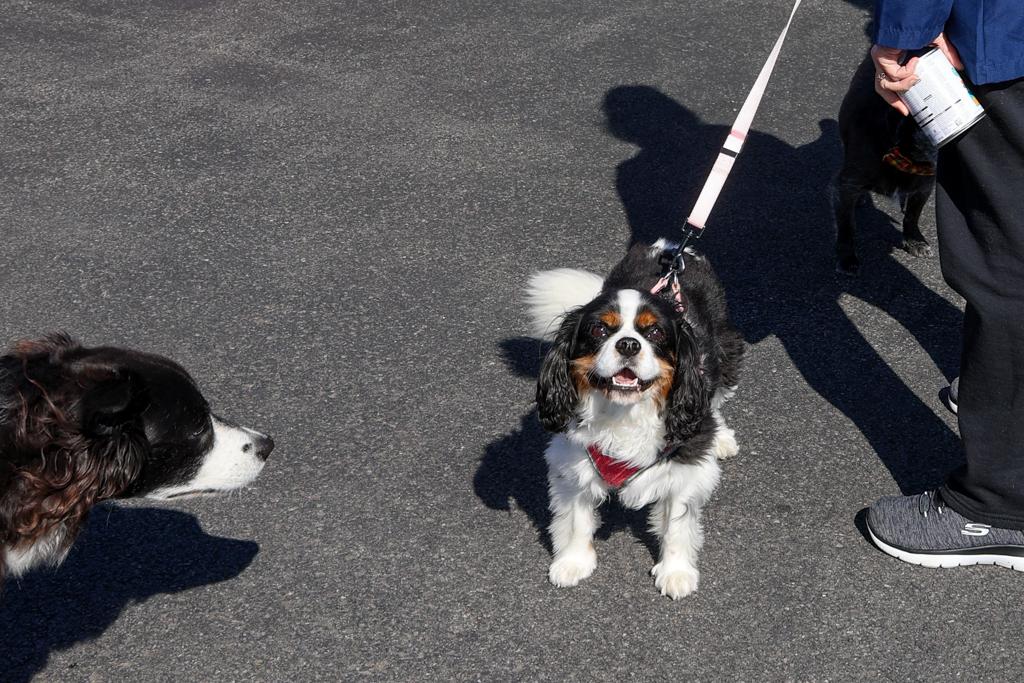 Sacred-Heart-Pet-Blessing-Oct-4-2026-36