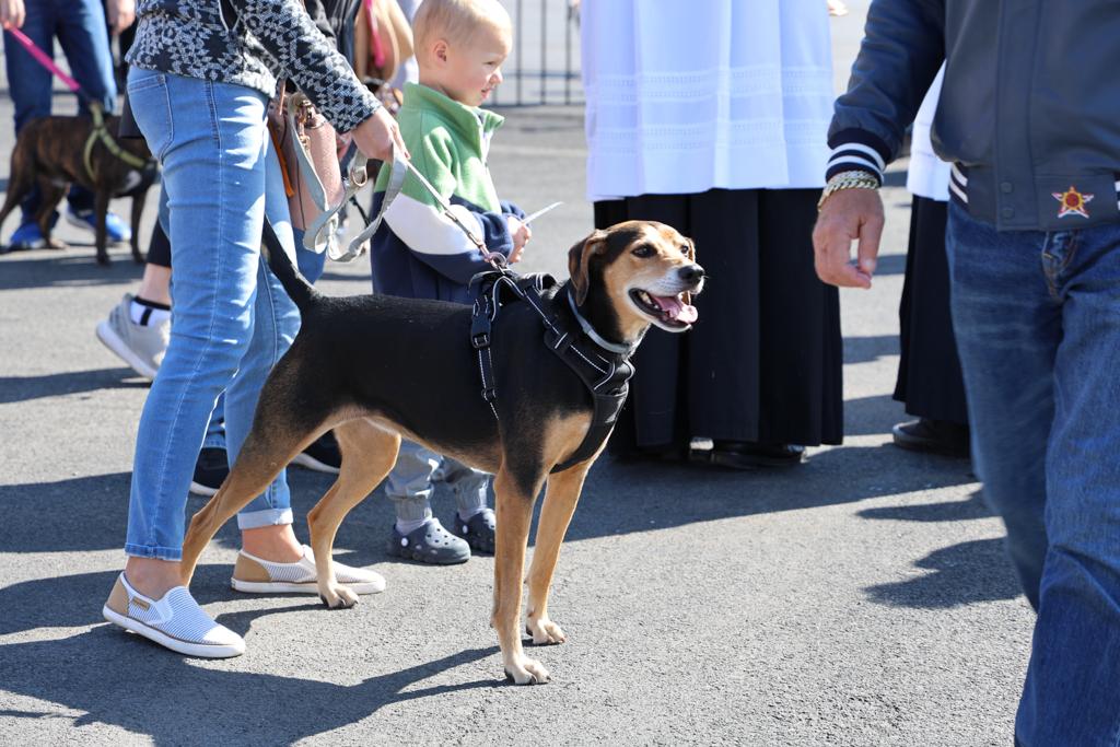 Sacred-Heart-Pet-Blessing-Oct-4-2026-55