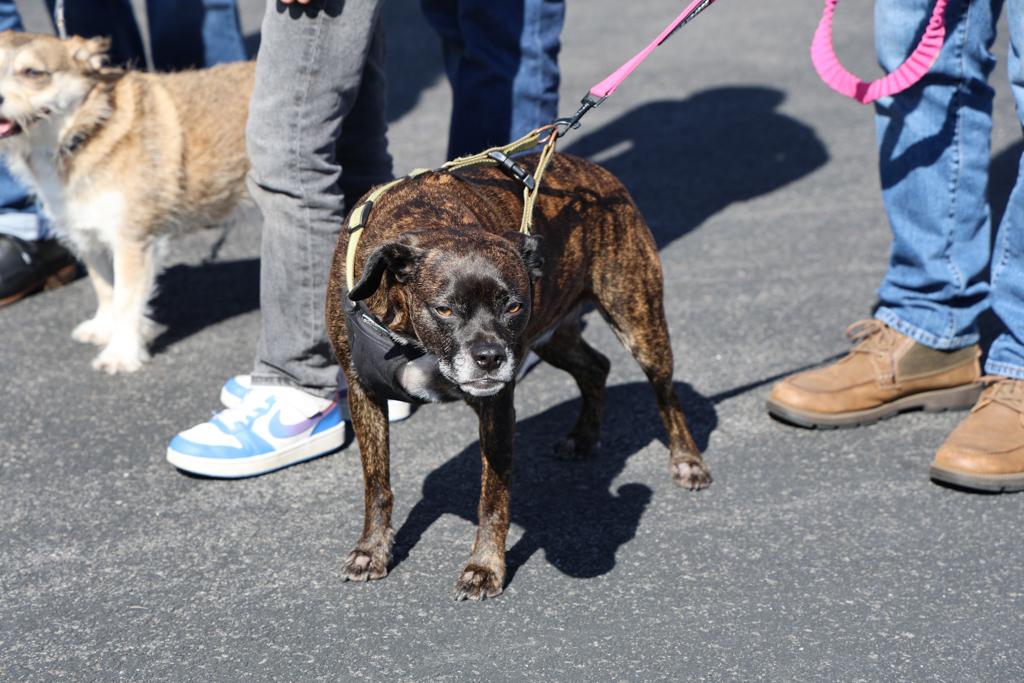 Sacred-Heart-Pet-Blessing-Oct-4-2026-59