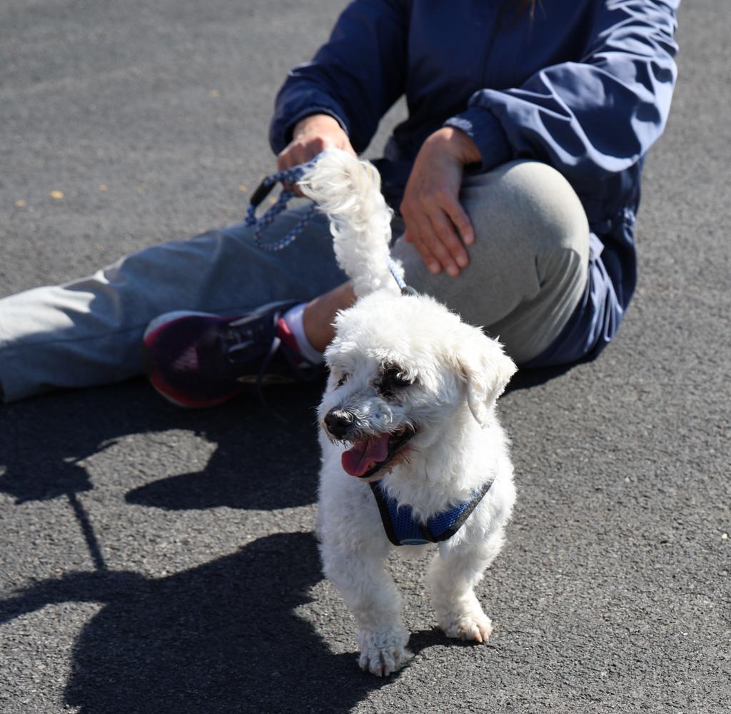 Sacred-Heart-Pet-Blessing-Oct-4-2026-8